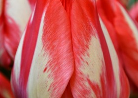 Tulipa Spryng Break ® (4)